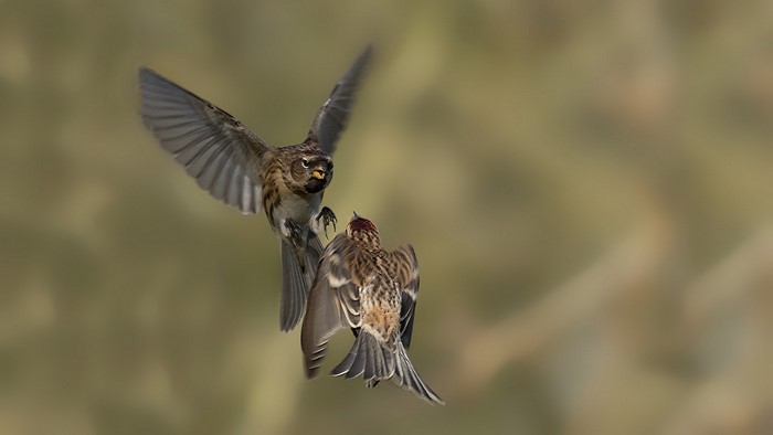 Two birds in flight, one feeding the other