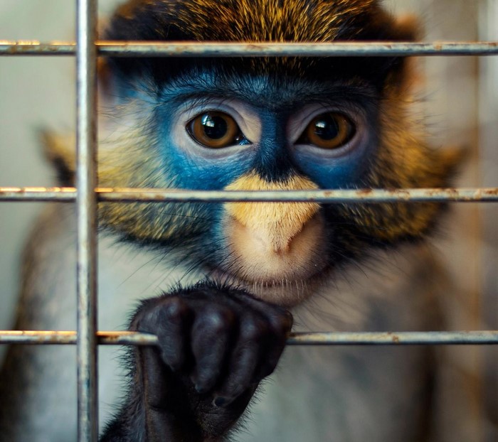 Close up of a blue-faced monkey in a cage