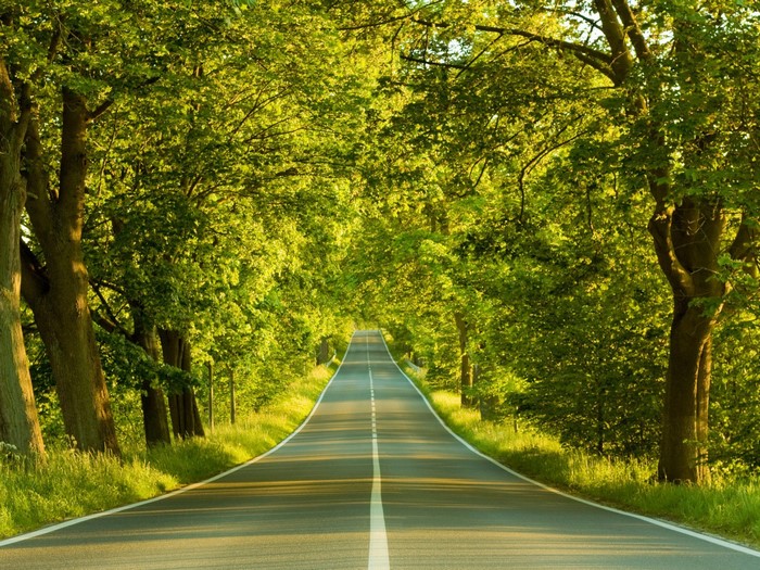 Road lined with green trees and sunlight
