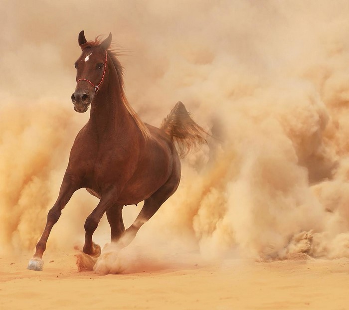 Brown horse running through dust