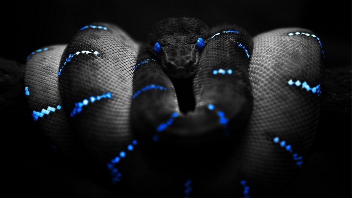 Black snake with glowing blue patterns and eyes