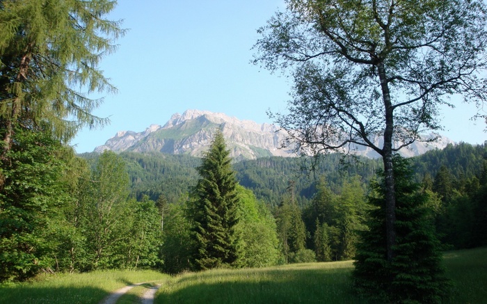 Mountain range behind a forest and meadow