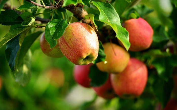 Apples on a tree branch with green leaves