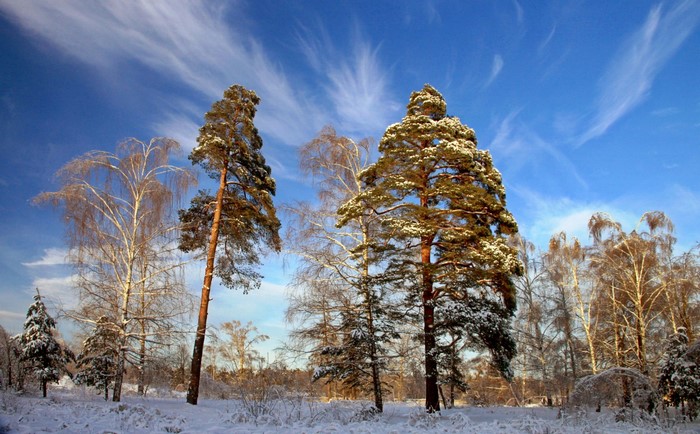 Snowy forest landscape with pine and birch trees under a blue sky