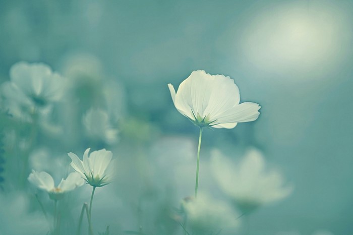 White cosmos flowers in soft sunlight