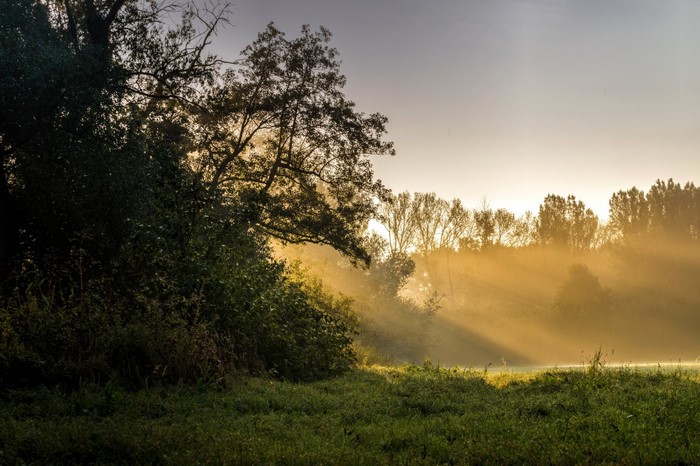 sunlight, landscape, forest, sunset, hill, nature, reflection, grass ...