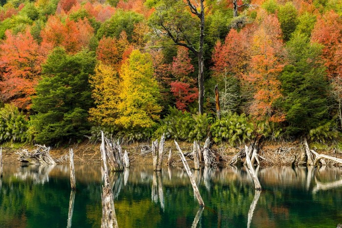 Autumn forest reflected in a lake with dead trees