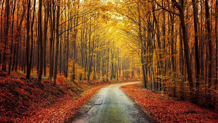Sunlit Autumn Road Through Colorful Forest
