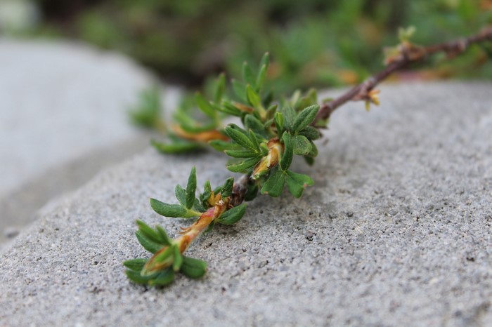 Green plant branch on a textured stone surface