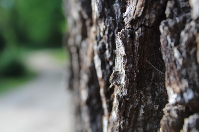 Close up of tree bark with a blurred path in the background
