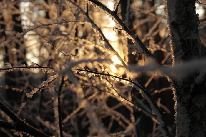 Sunlight filtering through frosted branches in a winter forest