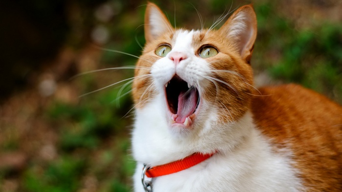 Orange and white cat yawning with red collar