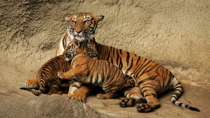 Tiger mother with two cubs resting