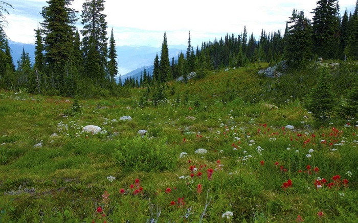 Mountain meadow with wildflowers and evergreen trees
