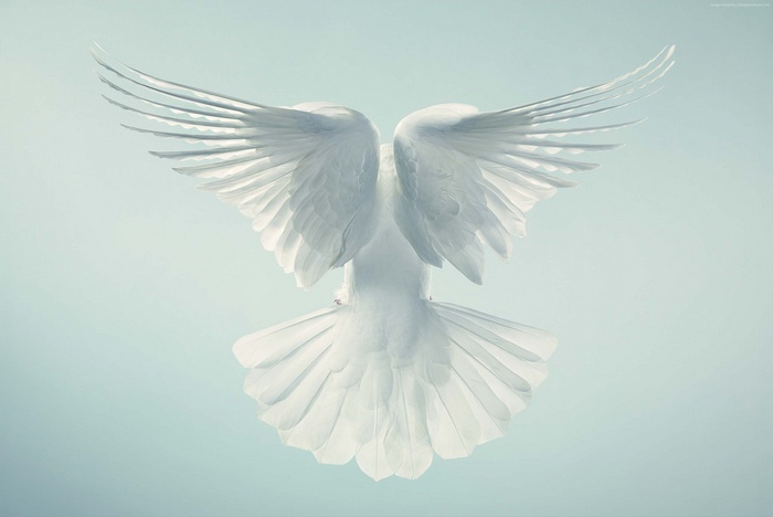 White dove in flight against a pale blue sky