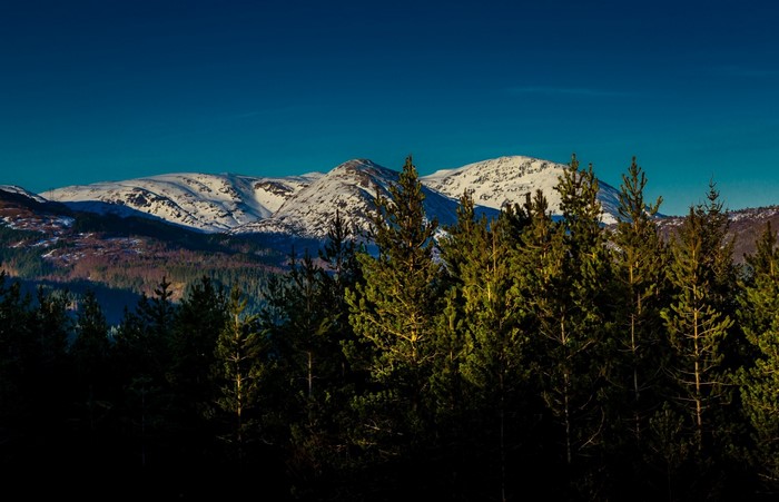 Snow-capped mountains behind pine trees under a clear blue sky
