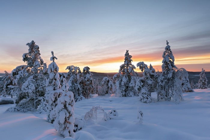 Snow-covered pine trees at sunset in a mountainous landscape