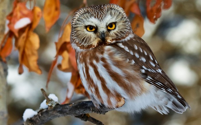 Northern Saw-whet Owl perched on a snowy branch