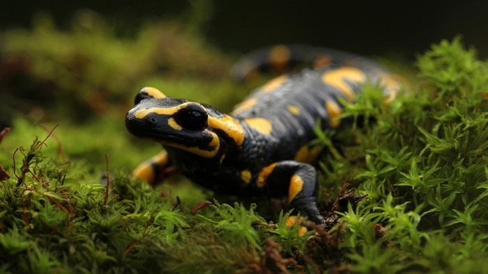 Close-up of European Fire Salamander on Moss