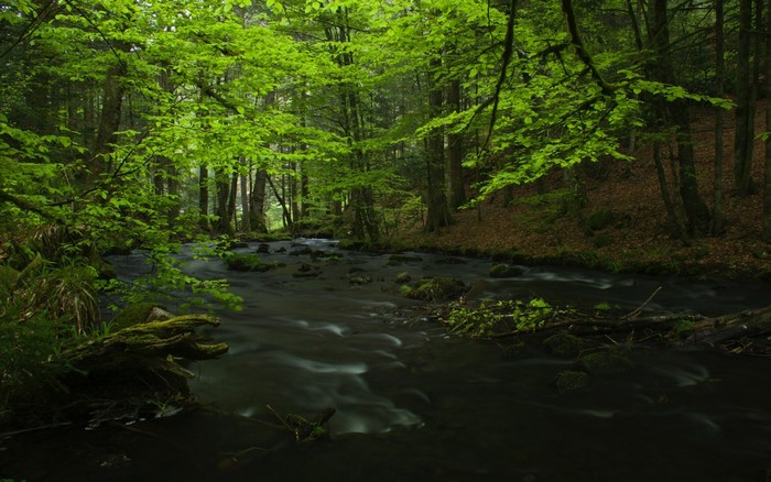 A river flows through a green forest with sunlight.