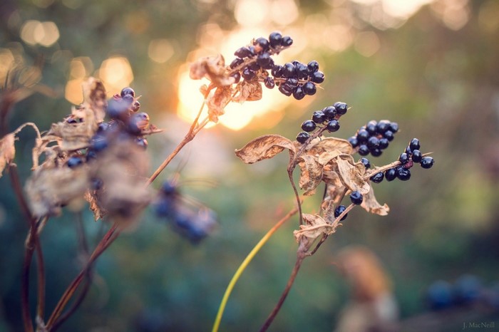 Close-up of dark berries on dry branches with sunset bokeh