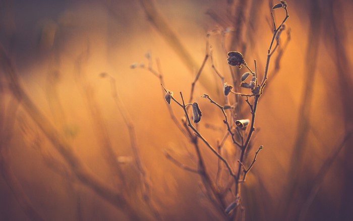 Close-up of a dry plant branch at sunset