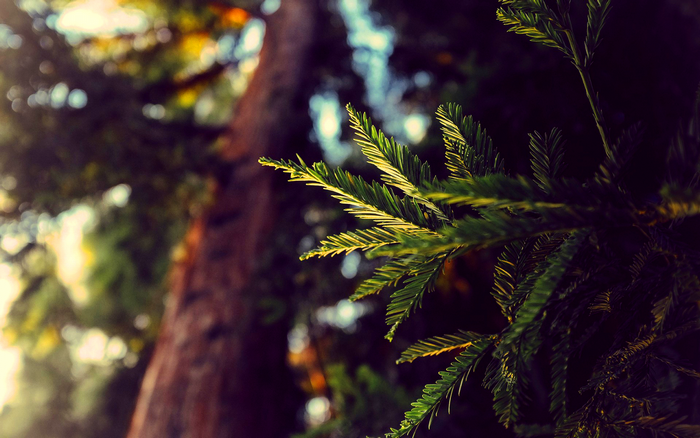 Sunlight filtering through redwood tree branches