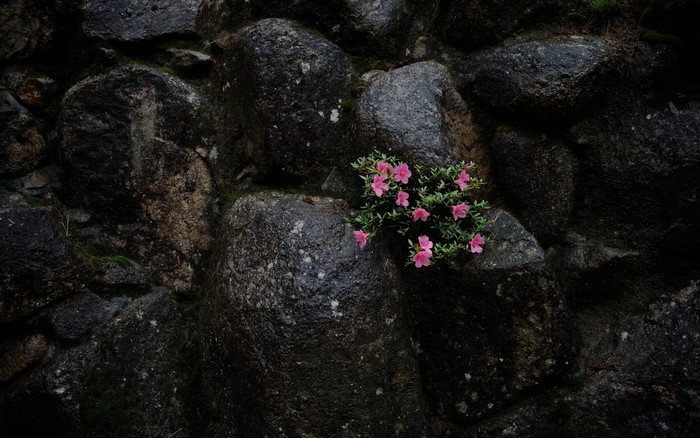 Pink flowers growing on a dark stone wall