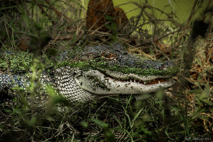 Alligator covered in moss in tall grass