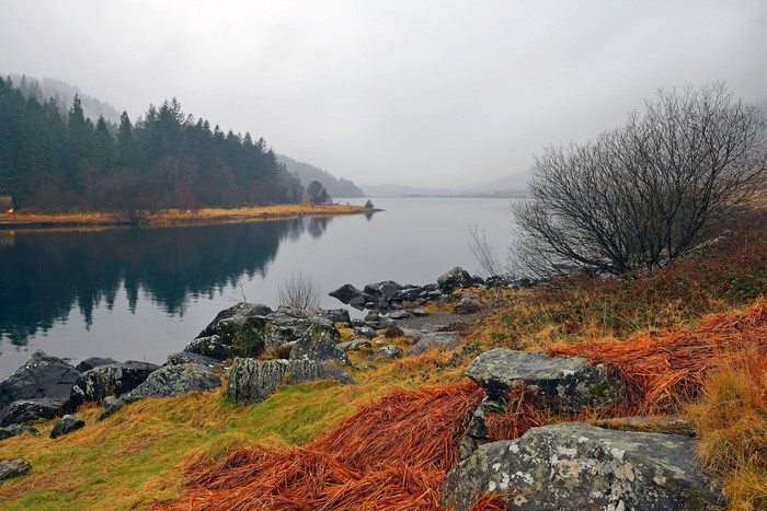 Misty lake with pine forest and rocky shore