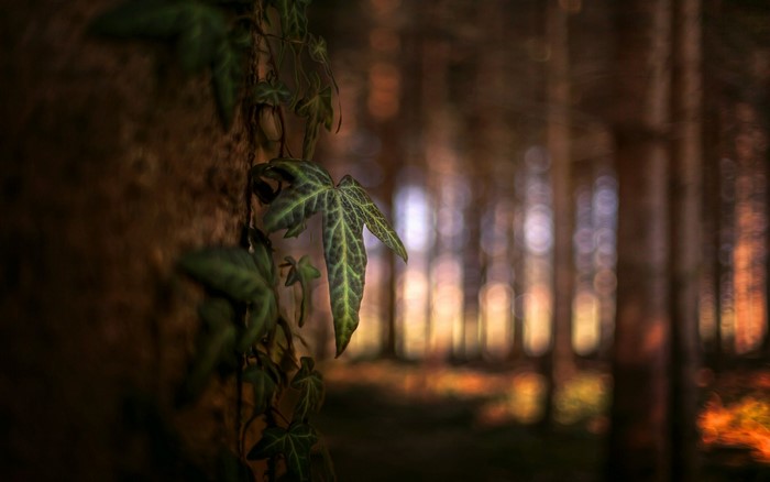 Ivy leaves on a tree trunk in a forest