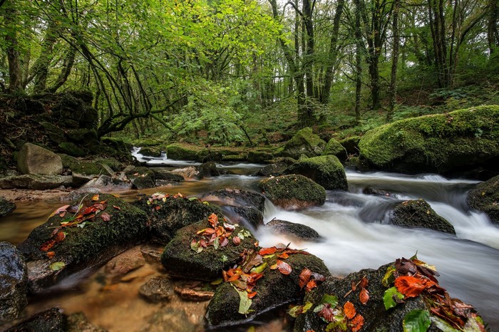 A forest stream with moss-covered rocks and autumn leaves