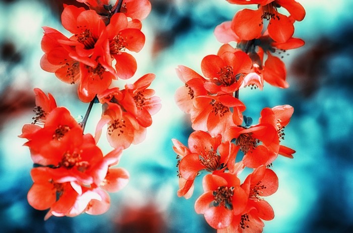 Close-up of vibrant red flowers on a branch