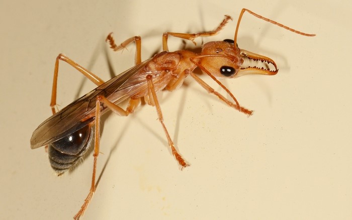 Close-up of a winged Myrmecia ant with large mandibles