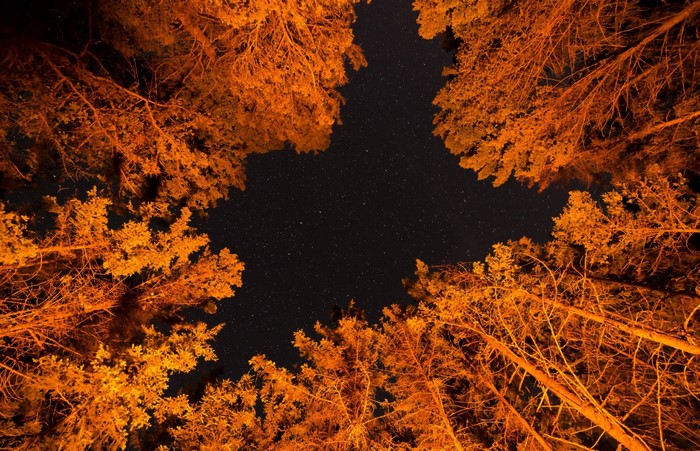 Trees against a starry night sky