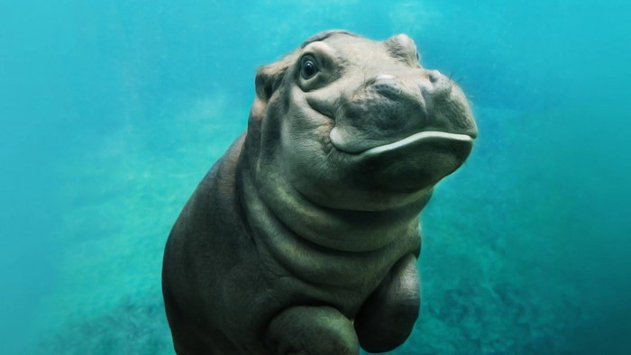 Baby hippopotamus underwater
