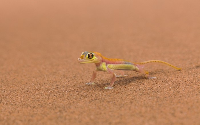 A desert lizard with colorful markings on sand