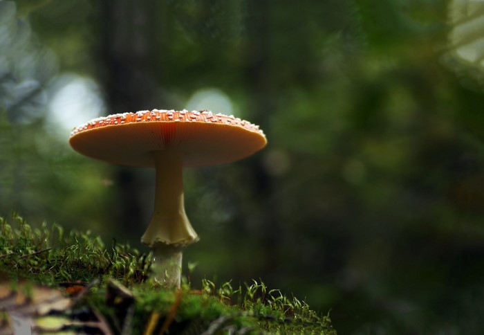 Amanita muscaria mushroom on mossy ground