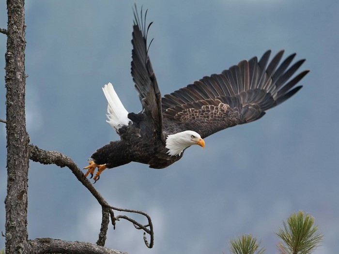 birds, nature, branch, wildlife, bird of prey, eagle, bald eagle, Fly ...