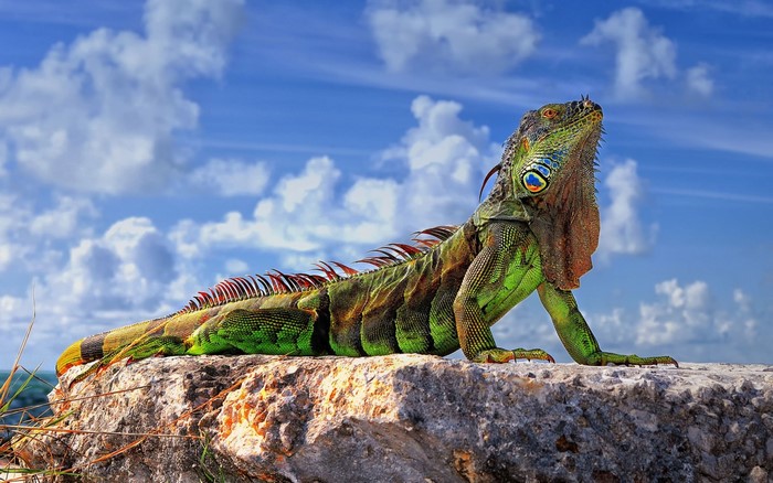 Green iguana resting on a rock under a cloudy blue sky