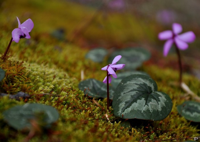 Purple cyclamen flowers blooming on mossy ground