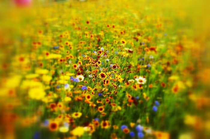 Field of wildflowers in sunlight