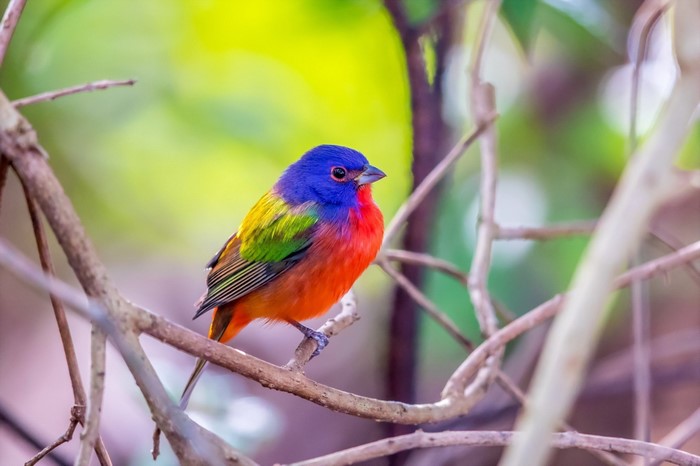 Colorful Finch Perched on a Branch