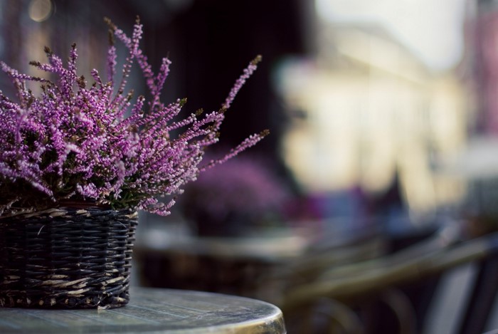 Purple heather flowers in a basket on a table