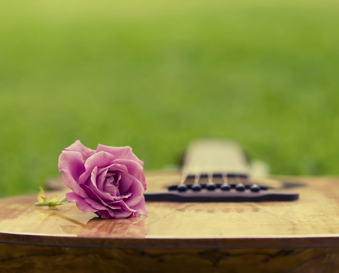 A pink rose rests on an acoustic guitar