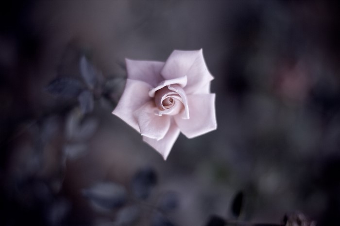 Close-up of a pale pink rose with dark background