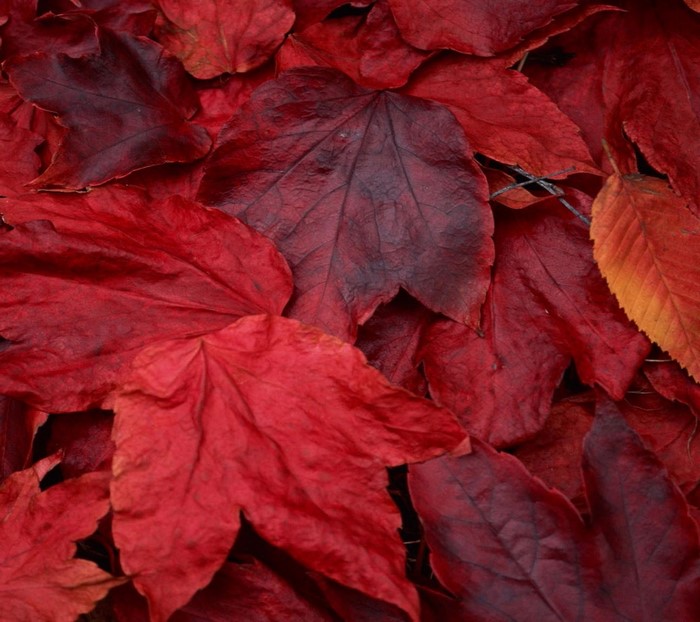 Pile of red and orange autumn leaves