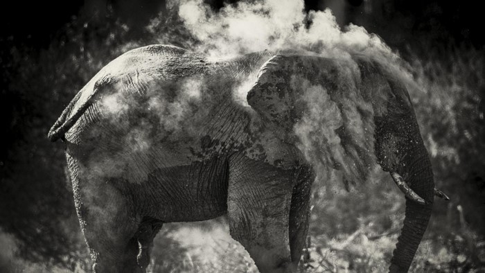 Monochrome photograph of an elephant covered in dust