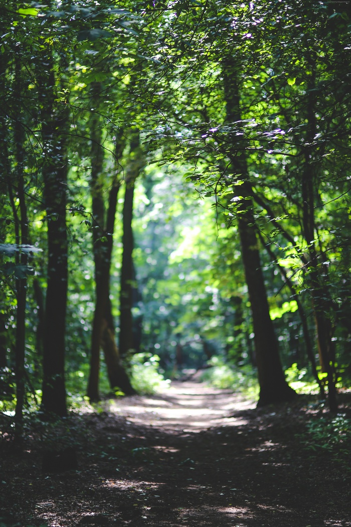 Path through a sunlit forest with trees