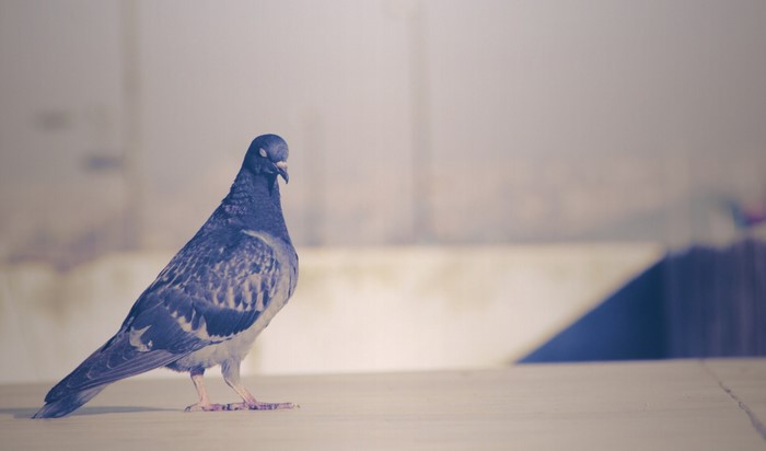 A pigeon with closed eyes standing on a surface